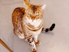 -飞行喵MR PILOT|猫舍·猫咖(静安大融城店)