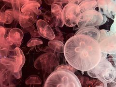 -海合安青岛极地海洋公园