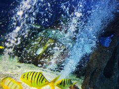 -太平洋海底世界