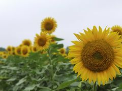 -奥林匹克森林公园北园-停车场