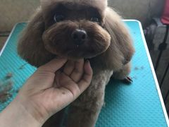 -优缇多格专业宠物美容师培训学校