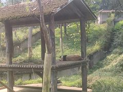 -中国大熊猫保护研究中心雅安碧峰峡基地