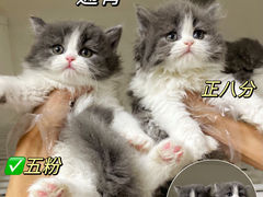 -lincat·猫舍(广州店)