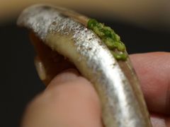 -橼舍鮨青木