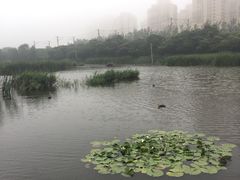 -前关湿地公园