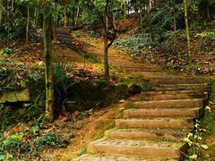 -上海佘山国家森林公园天马山园