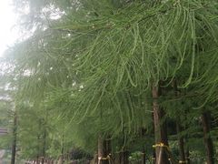 -重庆彩云湖湿地公园