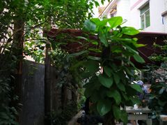 -大自然素食(望桐路店)