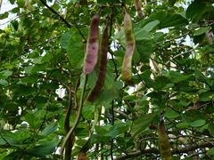 -红色娘子军纪念园