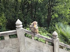 -苏州上方山国家森林公园