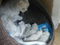 -瑞派宠物医院·24h·骨外科·皮肤科·全科宠物医疗转诊中心(沈阳浑南院)
