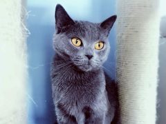 -喵的天空名猫咖啡馆·撸猫·猫舍·用品