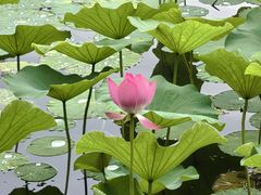-莲花池公园
