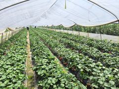 -小鱼草莓采摘园农家乐·小鱼餐厅