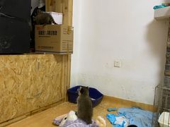 -猫色咖啡·猫咖