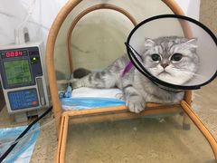 -伟伟宠物医院·CT影像中心·瑞派犬猫综合性门诊(汉口总院)