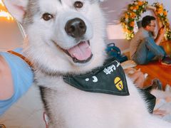 -Husky Go! 哈士奇体验馆·宠物咖啡厅狗咖