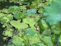 -深圳仙湖植物园