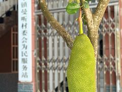 -西双版纳傣族园