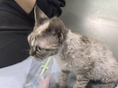 -中农国际动物医院24小时·猫科·骨科·急重症中心