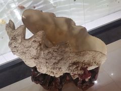 -青岛贝壳博物馆