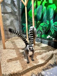 -Zoolung Zoolung动物主题公园(海信广场店)