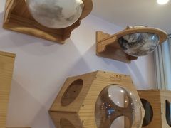 -猫咪派对(江南西店)