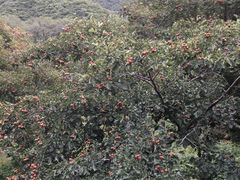 -大岭沟猕猴桃谷风景区