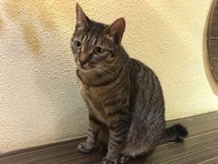 -more than meow吴止猫主题餐厅(承德 中船汇店)