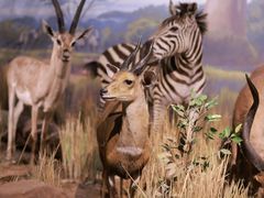 -陕西自然博物馆