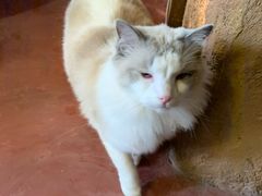 -猫猫幼稚园·撸猫·桌游·电玩