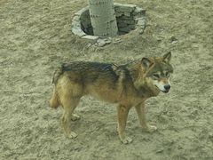 -北京野生动物园