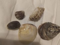 -贝壳沙滩