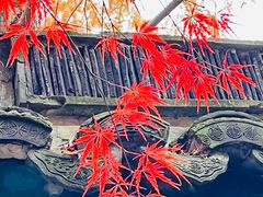 -秋霞圃