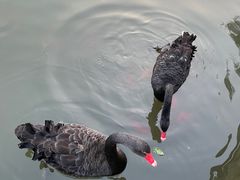 -石家庄市动物园