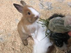 -上海大自然野生昆虫馆(东方明珠·爬宠昆虫探索中心)