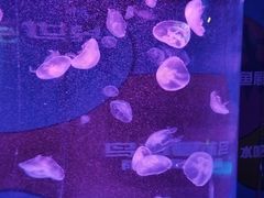 -秦皇岛新澳海底世界