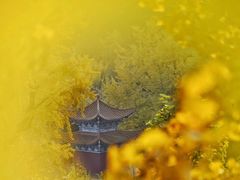 -遵化市禅林寺古银杏风景园