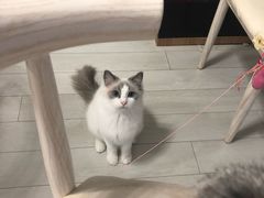 -喵的天空名猫咖啡馆·撸猫·猫舍·用品