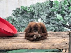 -西霞口神雕山野生动物世界