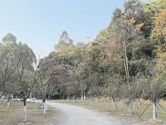-火炉山森林公园