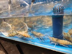 -初色海鲜自助(万丰路店)