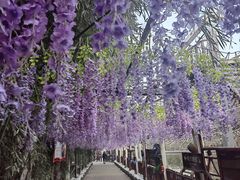 -呀路古热带植物园