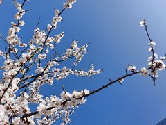 -沈阳故宫·莊啡