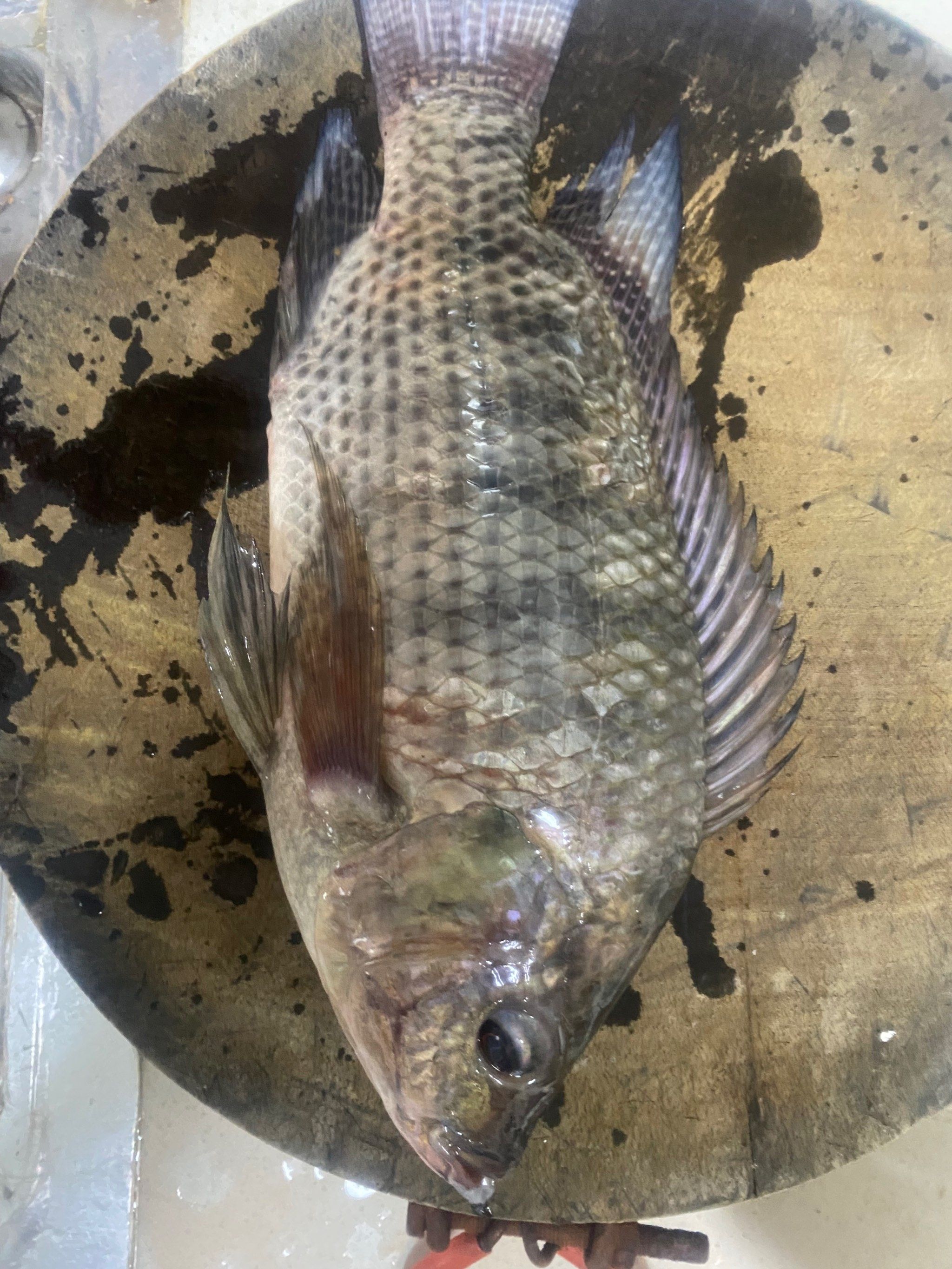 0元玩转这座城野生罗非鱼,还是很腥的