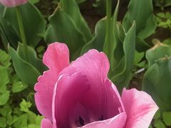 -洛阳郁金香牡丹园