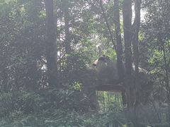 -中国大熊猫保护研究中心雅安碧峰峡基地