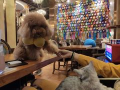 -more than meow吴止猫主题餐厅(承德 中船汇店)