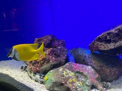 -上海海洋水族馆