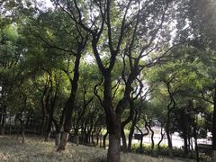 -重庆市江北嘴中央商务区中央公园